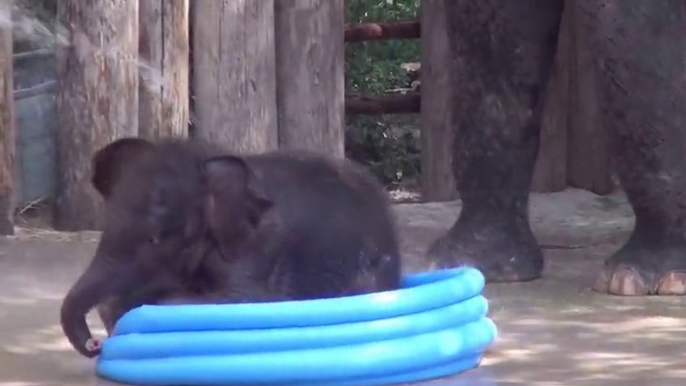 Baby elephant playing in a pool. So So CUTE