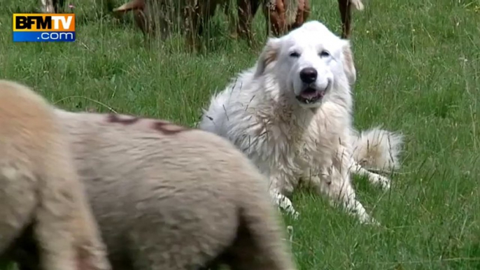 Les attaques de loups ravagent les élevages dans les Alpes-Maritimes - 06/08