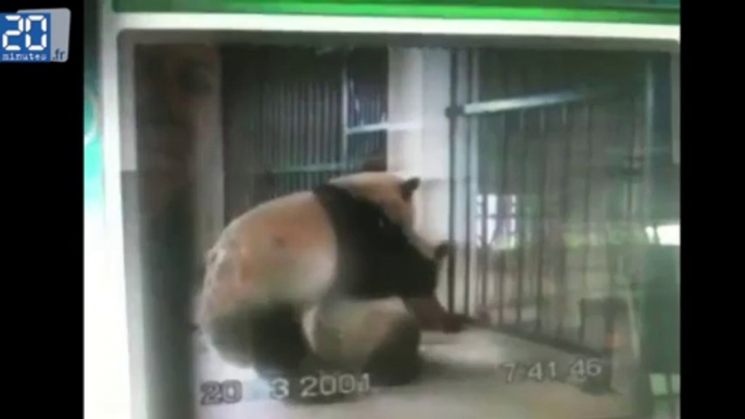 Du Panda porn pour les pandas de Chengdu