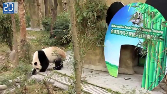 Réintroduction de pandas dans la nature à Chengdu 1