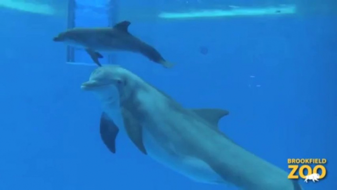 Revivez la naissance d'un bébé dauphin au Zoo.. trop mignon!!