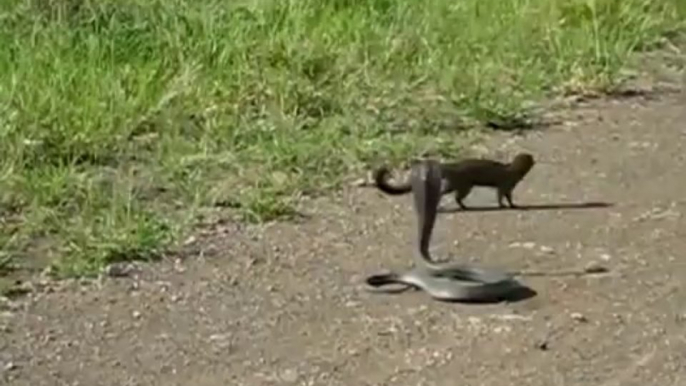 マングース 対 コブラ　Mongoose vs king cobra