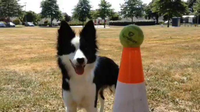 Agility X Border collie