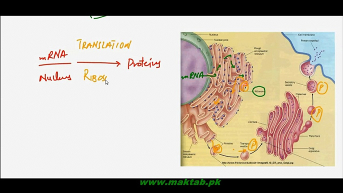 FSc Biology Book1, CH 4, LEC 8, Ribosomes