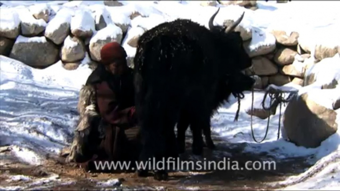 1594.Man milking a Yak in Ladakh