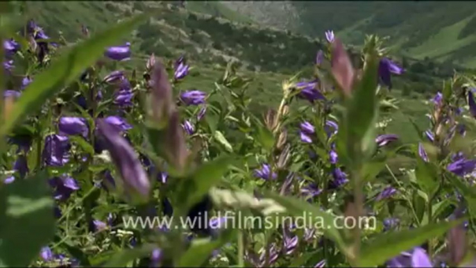 1369.Beautiful Flowers in Valley of Flowers