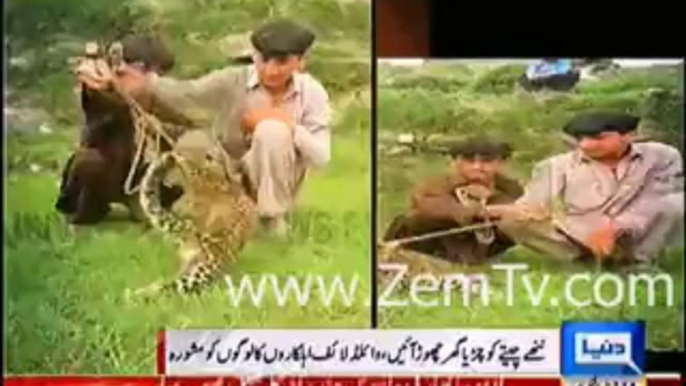 Children playing with cute little tiger in Mansehra