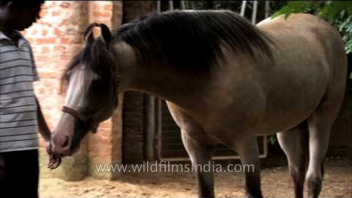 Man gets licked by his white horse