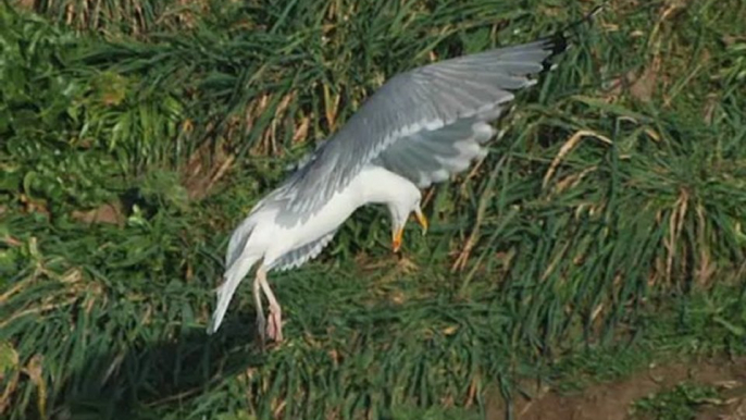 Goeland argente