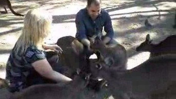 Feeding Kangaroos in Victoria, Australia