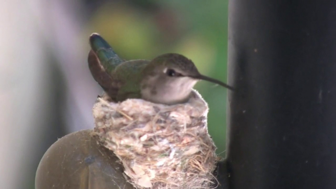 Hummingbird in a Nest