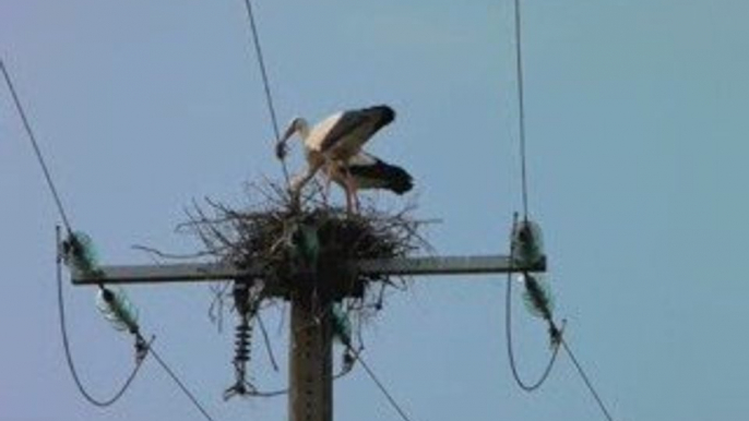 Cigognes blanches nicheuses à Eteignières (Ardennes)