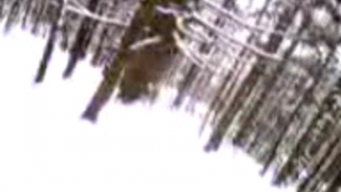 Snowboard en forêt à La Bresse, Vosges