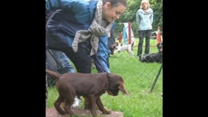 Premiers cours Chiots de Eden et Tiguane