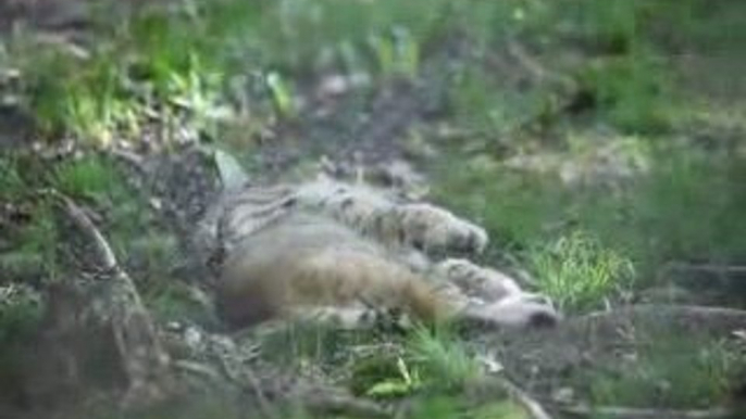 Lazy WV Bobcat laying in grass nature wildlife