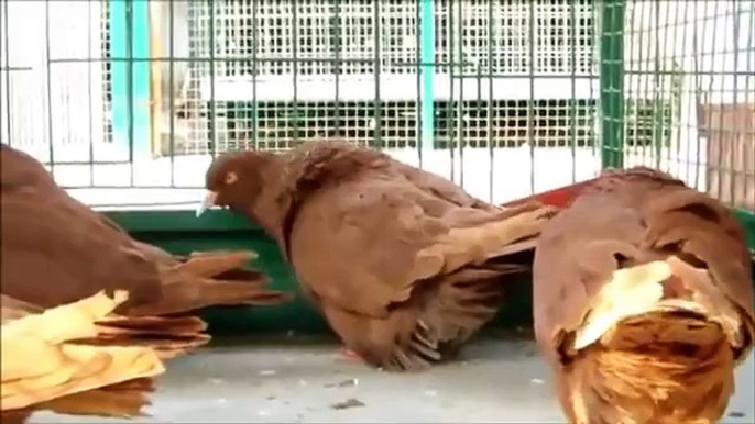 Fransızca Mondain Süslü Güvercin / French Mondain  Fancy Pigeon