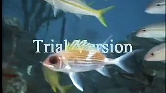 (CORAL REEF) UNDERWATER VIDEO (TROPICAL FISH) CORAL REEF  RELAXATION