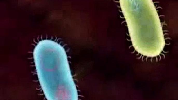 Transformación bacteriana