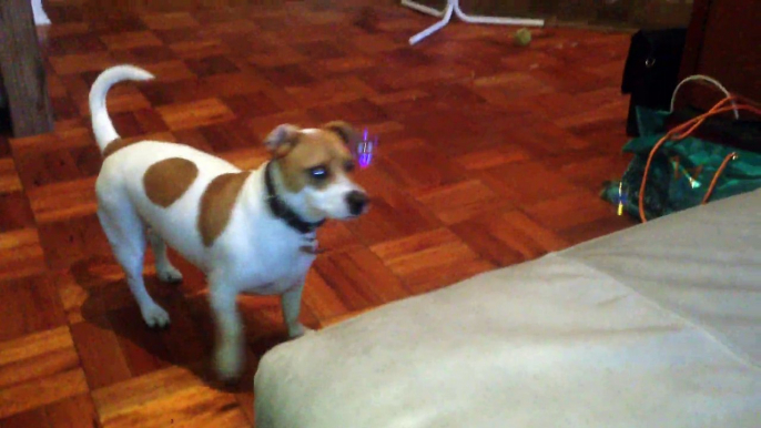 Jack Russell scared of floating bubbles