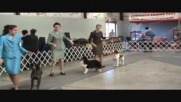 Cosmo ~ AKC Junior Showmanship-Open Senior ~ March 27-28 ~ Lawrenceburg TN