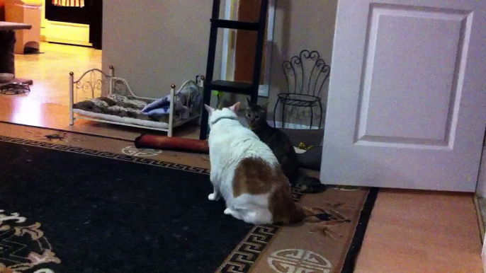 cat fight! fat cat vs skinny cat!