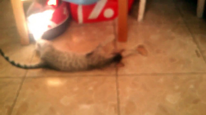 Mira qué lindo gatito jugando con una piedra - gatos chistosos