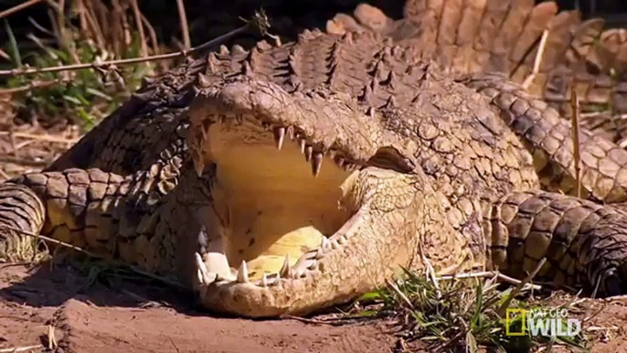 National Geographic Documentary Wild Animals attack National Geographic Animals ✔ ► P.9