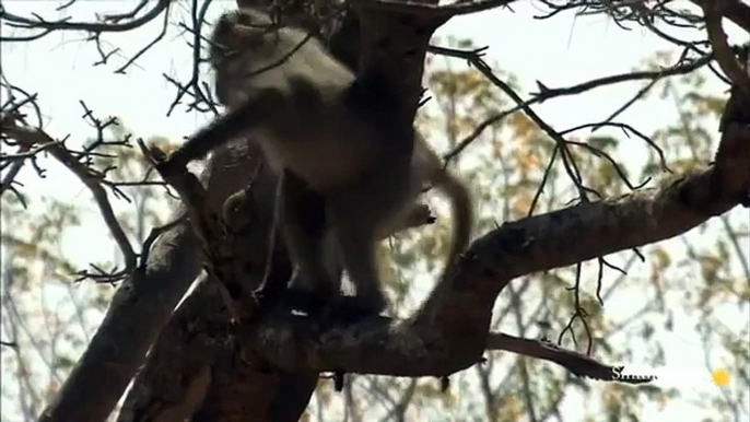 National Geographic Documentary Wild Animals attack National Geographic Animals ✔ ► P.6