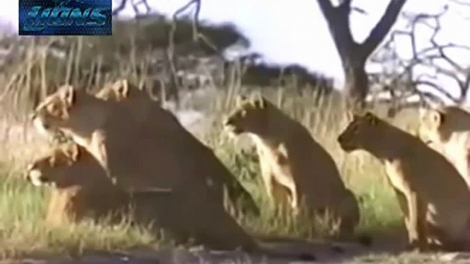 Lions Vs Hyenas Dangerous Battle Hyenas vs Lions Rare Video Lions fighting to death