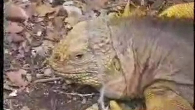 Galapagos Island Land Iguanas, Ecuador