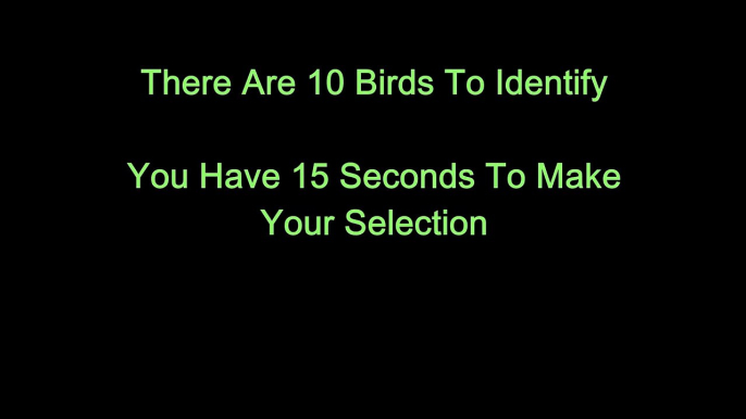 The Garden Bird Interactive Video Identification Quiz - Learn About Birds