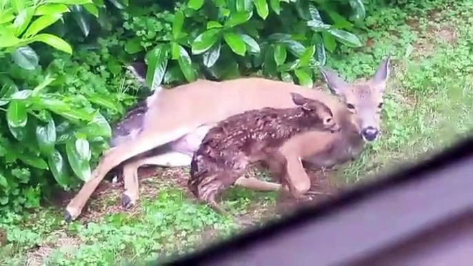 A doe gives birth to two fawns in the garden