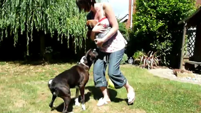 Boxer Dog meets Boxer Puppy