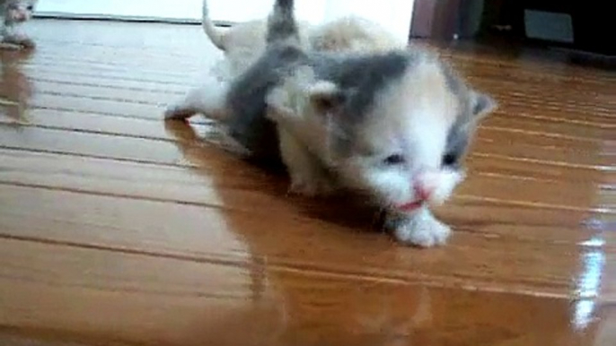 Last video of all 5 foster kittens