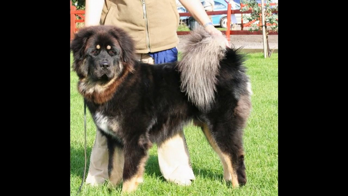 Tibetan Mastiff Dog the 5th expensive dog