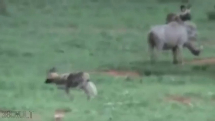 warthog surrounded by lions