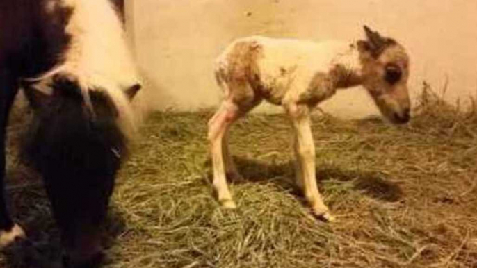 Newborn Foal Stretches Its Legs