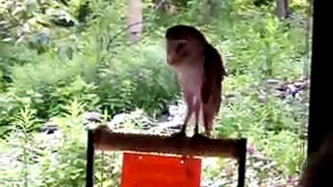 Screech owl and barn owl