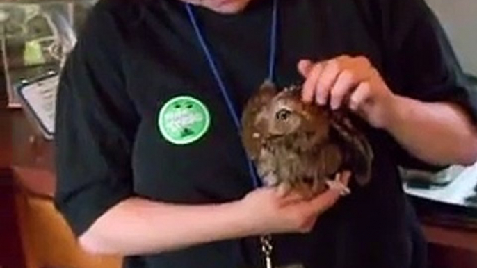 Adorable Screech Owl!