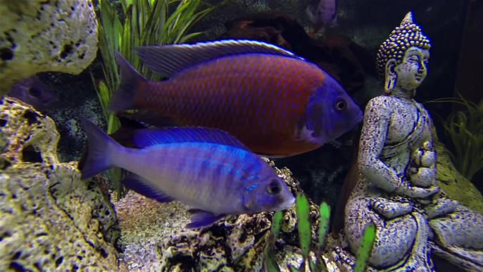 Aquarium Poisson Cichlidé - GoPro Plongée aquarium eau douce