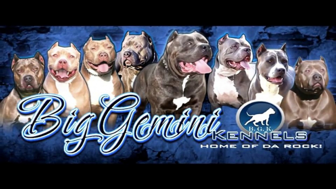Biggest Bully blue pitbull puppy ever: Big Gemini Kennels, blue pitbull puppies