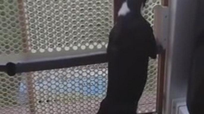 Boston terrier jumps like a pogo stick