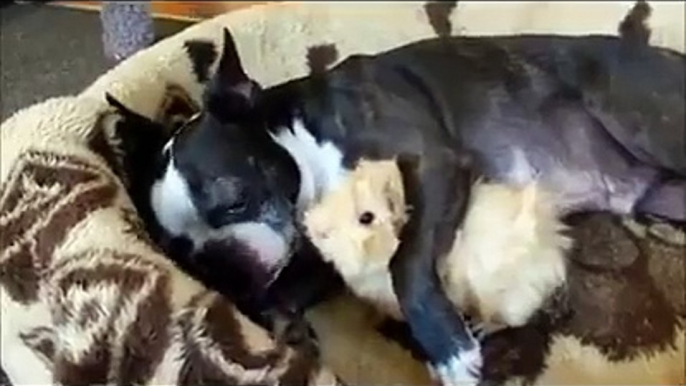 Puppy loves his friend guinea pig!