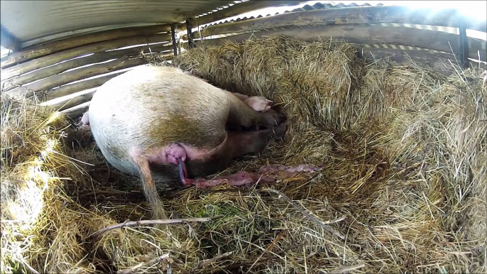 Piglets being born