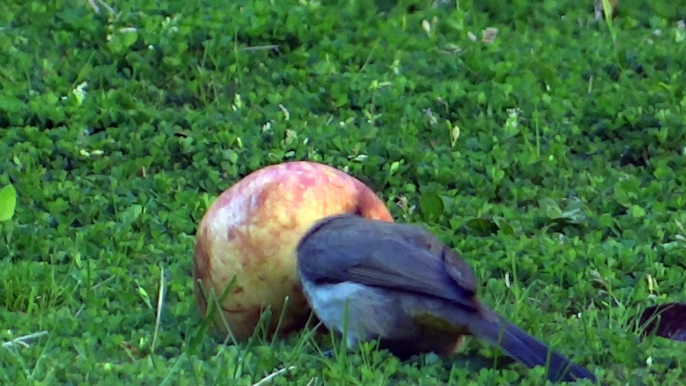 Beautiful Bird eating apple Neelum Valley Kutton Azad Kashmir Pakistan 12 April 2015 Time 7:06 am