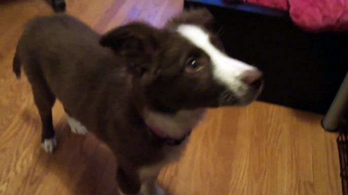 Luna - 14 weeks old - Border Collie Puppy Tricks