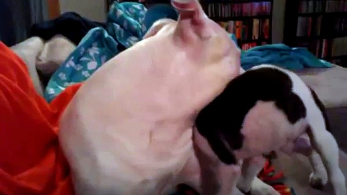 Cute Boxer Puppy Plays With Big Brother Pit Bull