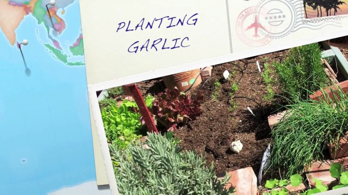 Planting Garlic