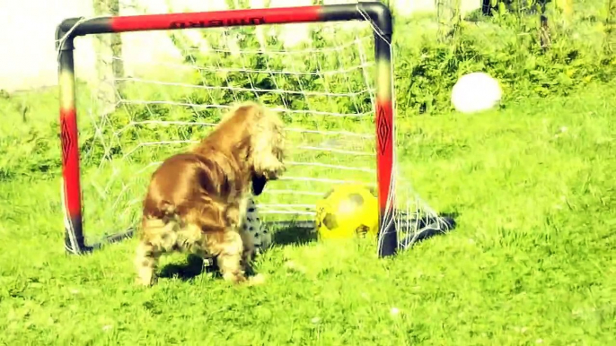 cannelle , le chien intelligent cocker anglais ( english cocker spaniel )