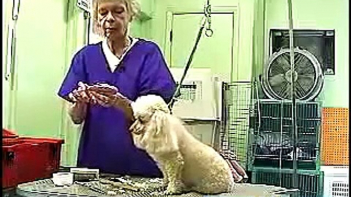 How to Groom Long-Haired Dogs : How to Trim the Hair Around a Shaggy-Haired Dog's Ears